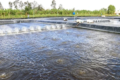 La province de Cà Mau (Sud) promeut des modèles de production appropriés appliquant une technologie avancée pour améliorer la productivité, la production et la qualité. Photo : VNA