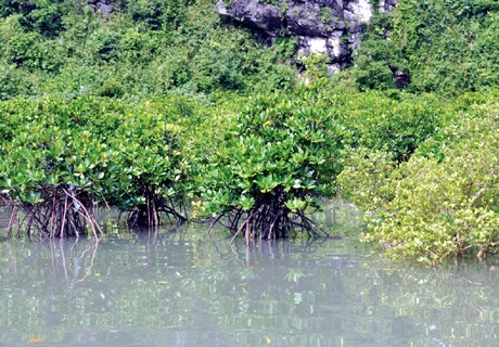Mangrove forest. (Photo: Citinews)