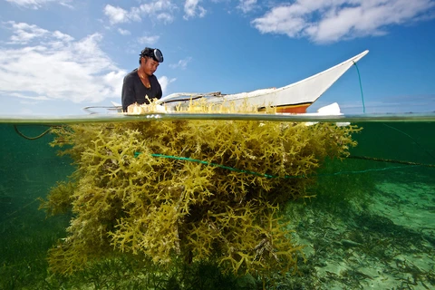 Indonesia among world’s biggest seaweed producers 