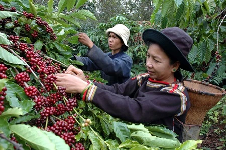 Technology boosts coffee sector growth