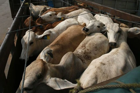 Indonesia to resume cattle import from Australia 