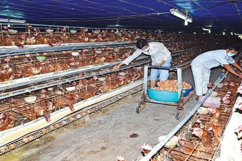  Vietnam, foreign institute partner in livestock research