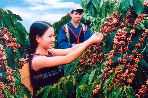 Insurance for coffee trees against natural calamities