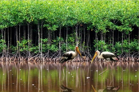  Vietnam focuses on coastal eco-system, mangrove forest protection