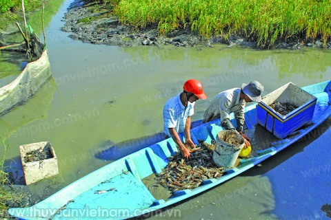 Ca Mau to expand VietGAP mixed rice-prawn farming areas 
