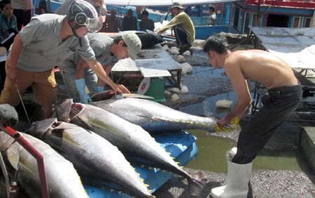 Tuna export value drops nearly 7 percent