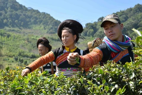 Agriculture minister expedites safe tea production