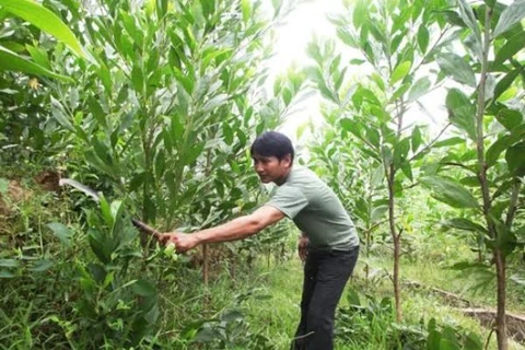  Preferential interest comes to forest planters and farmers 