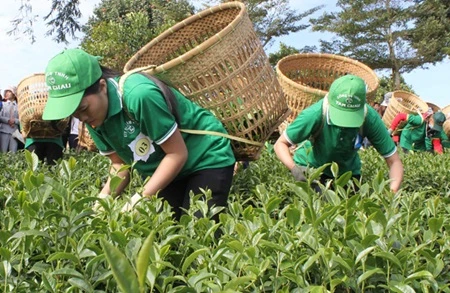 Lam Dong province seeks market for tea