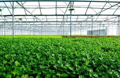 First farm in Vietnam receives US, EU organic certification