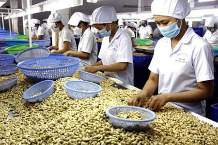 HCM City to hold international cashew conference