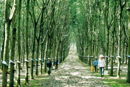 Vietnam, Japan produce carbon-free rubber