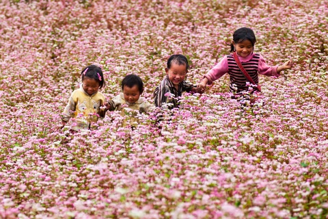 Ha Giang promotes buckwheat flower fest in Hanoi