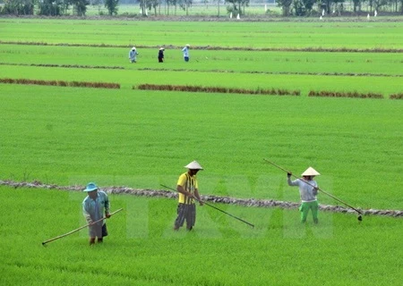 Better Rice initiative to help Mekong farmers 