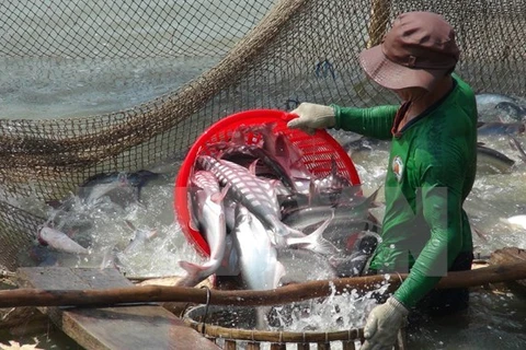 Vietnam disappointed about US’s inspection on tra, basa fish 