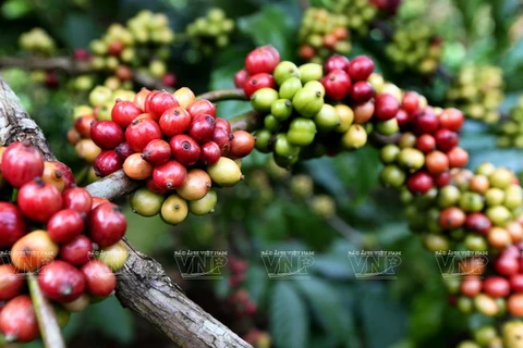 Vietnam’s coffee industry loses global market share 