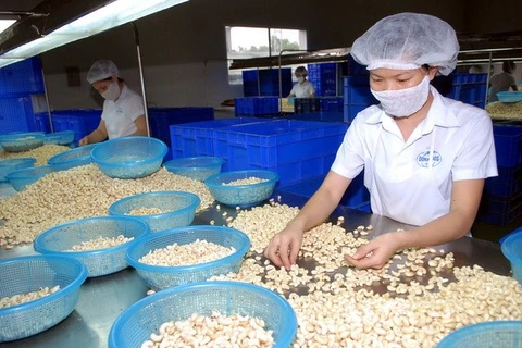 Cashew export revenue in 11 months surges over 19 percent 