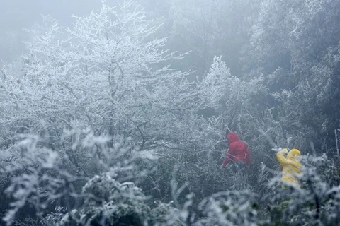 Hoarfrost appears in northern Vietnam 