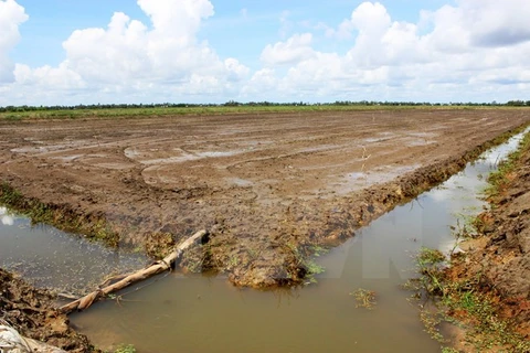 El Nino causes damage to 20,000 hectares of rice in Ca Mau
