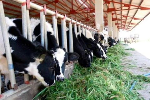 Large-scale cow breeding project launched in Ha Tinh 