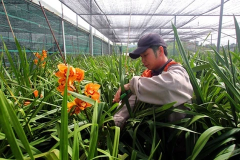 Da Lat to grow flower exports