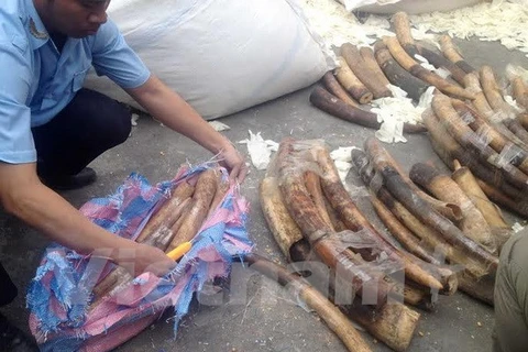 Ivories, tusks seized at Noi Bai international airport