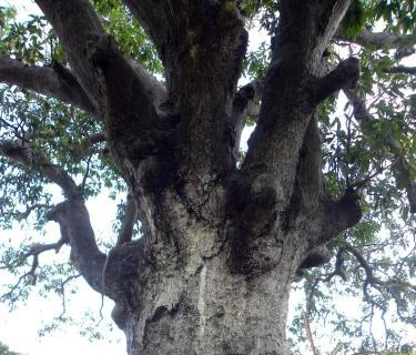 Ancient banyan in Binh Dinh named Heritage Tree 