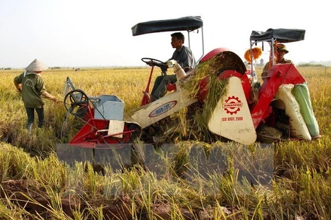 Hau Giang records lowest rice production cost in Mekong Delta 