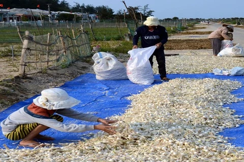 Garlic fields fail on Ly Son Island 