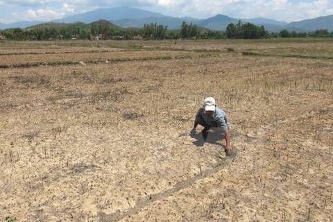 Saltwater intrusion worries Mekong Delta farmers