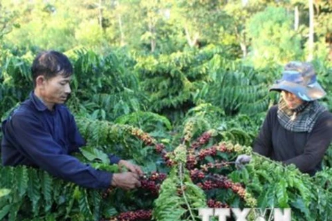 Coffee firms expand Asian markets through Singapore 