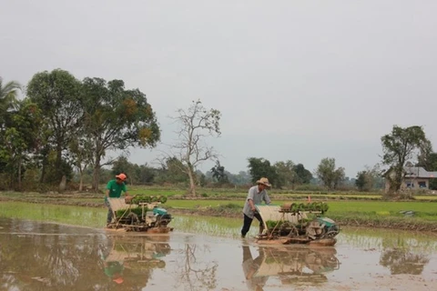 Laos plans to export 1 million tonnes of rice