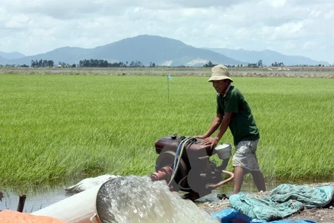 Paddy, rice prices on the rise amid severe saltwater intrusion 