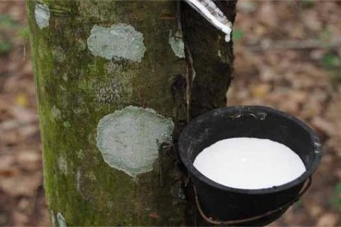 Indonesia cuts natural rubber exports