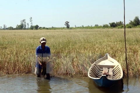 Tien Giang: Over 110,000 ha of crops threatened by saltwater intrusion