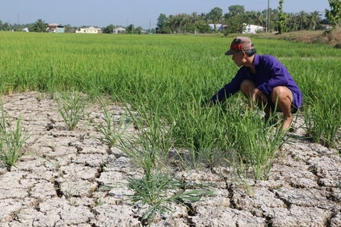Drought takes heavy toll on crops in central, Central Highlands region