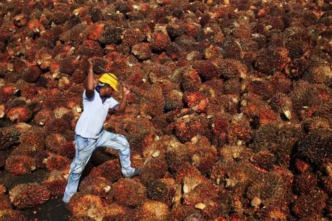 Malaysia: El Nino drags down palm oil output