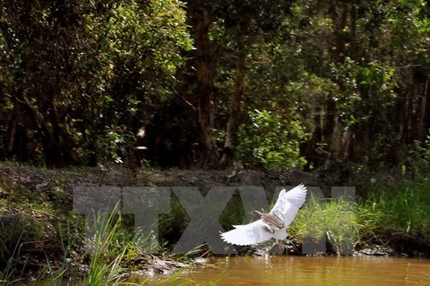 Rare animals found in U Minh Ha national park