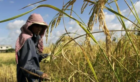 Cambodia: Rice yields drop slightly due to drought