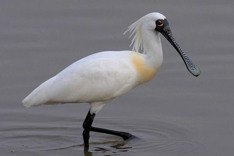 First black-faced spoonbill found in Tri An Lake