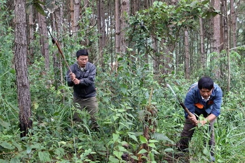 JICA-funded project to help develop sustainable forest in northwest 