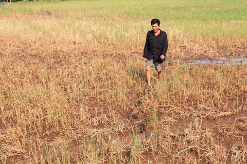 Climate change inflicts damage on rice in Mekong Delta provinces