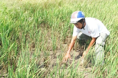 Drought causes loss of 4 million USD in Khanh Hoa