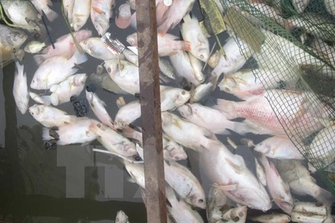 Ha Tinh to support farmers affected by mass fish deaths