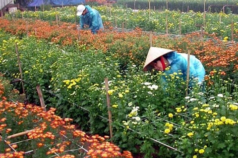 Hanoi farmers reap reward of higher-quality flowers 