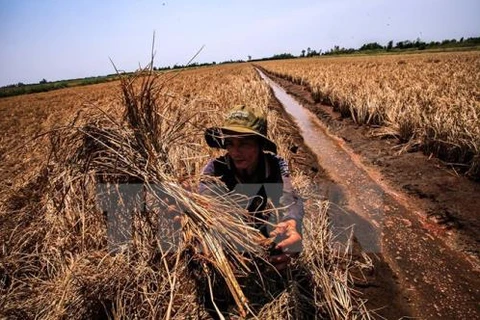 Drought causes 400 mln USD losses