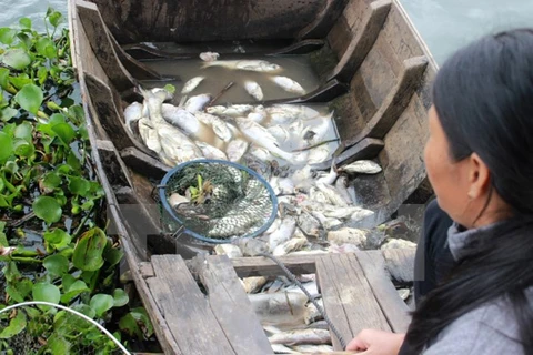 Aid in rice, cash proposed for fishermen hit by mass fish deaths