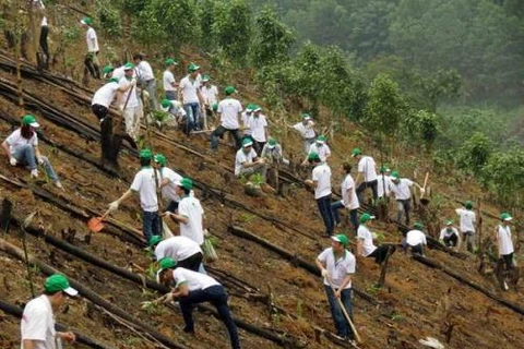 Honda plants 80 hectares of forest in Bac Kan 