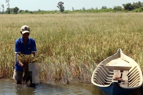 Early rain dilutes salinity in Hau Giang