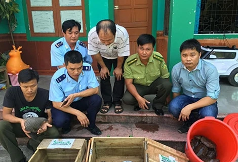 Pangolin smugglers to face up to 15 years in jail